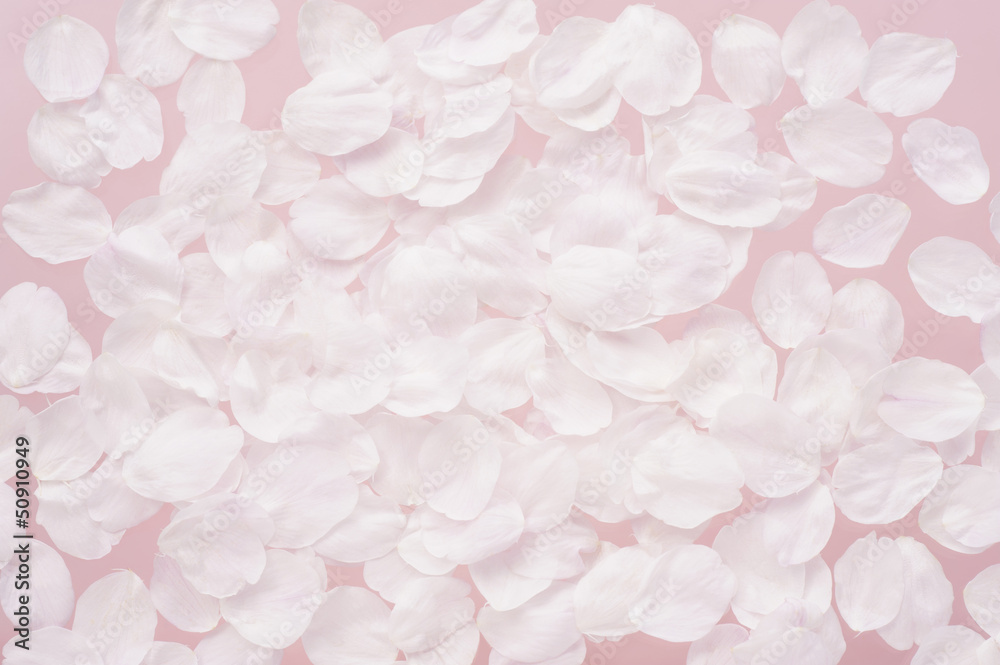 桜の花びら 桜の花びら
