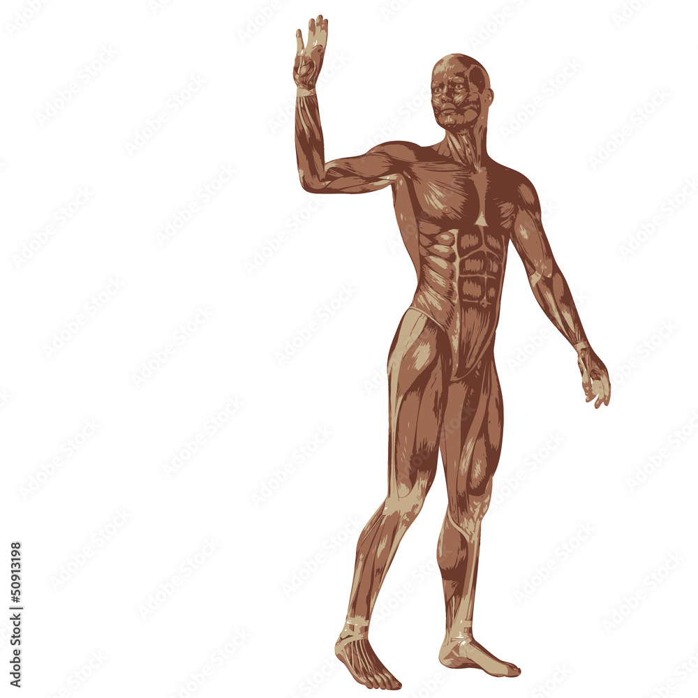 3D human or man with muscles for anatomy or sport designs 3D human or man with muscles for anatomy or sport designs