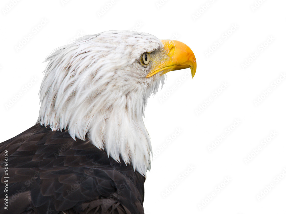 Obraz premium sea ​​eagle