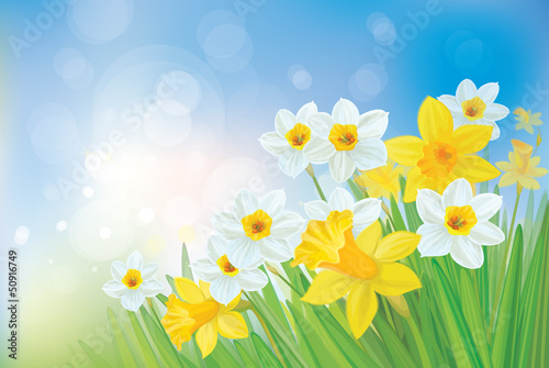 Vector of daffodil flowers on spring background.