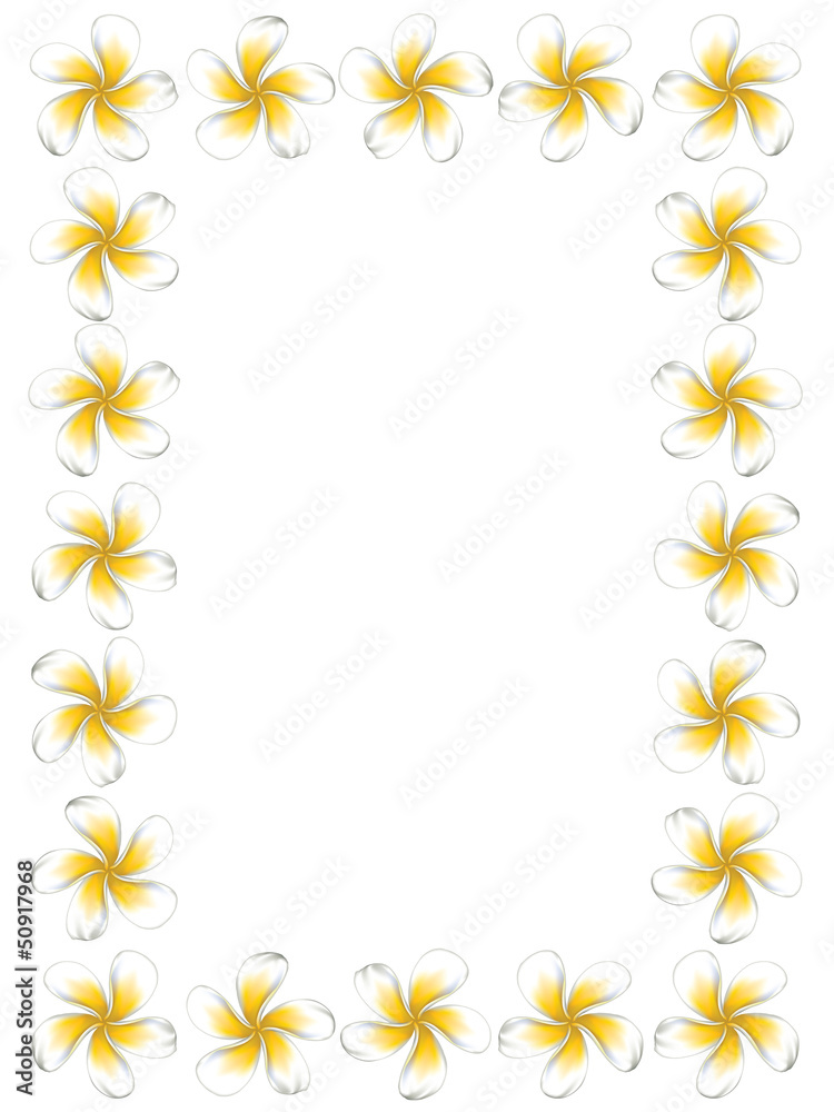 White frangipani flowers frame