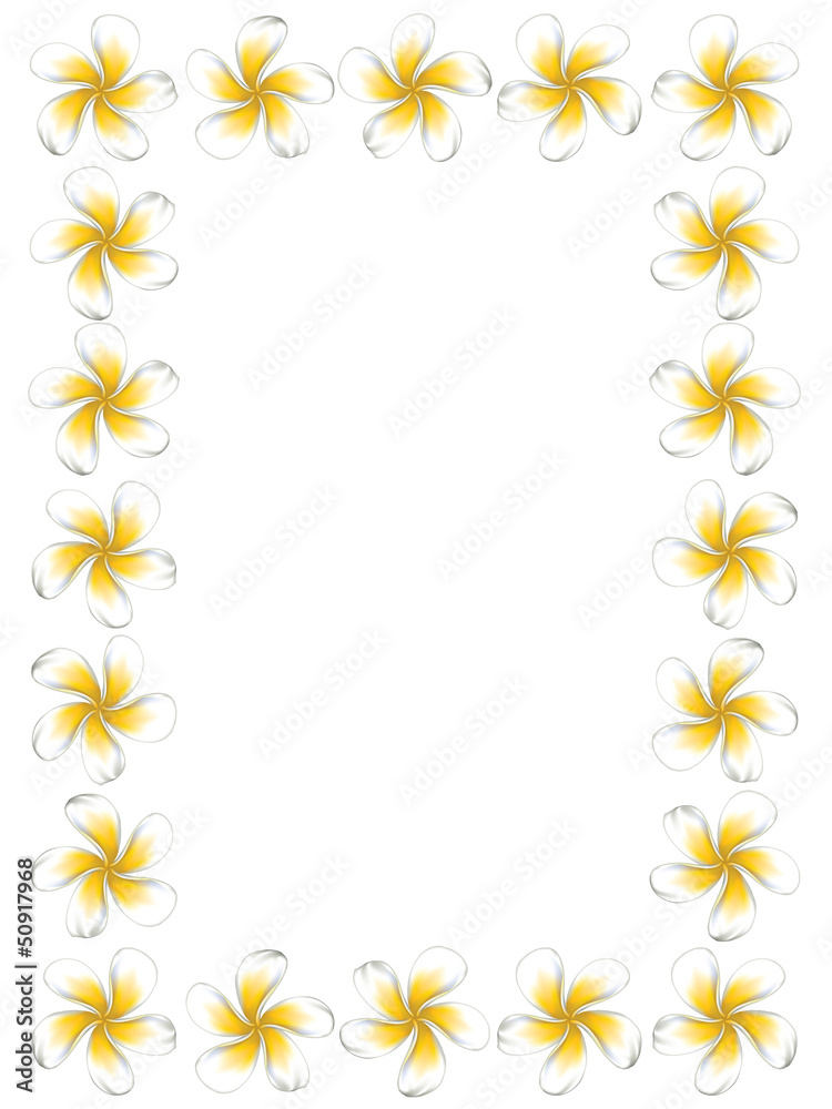 White frangipani flowers frame White frangipani flowers frame