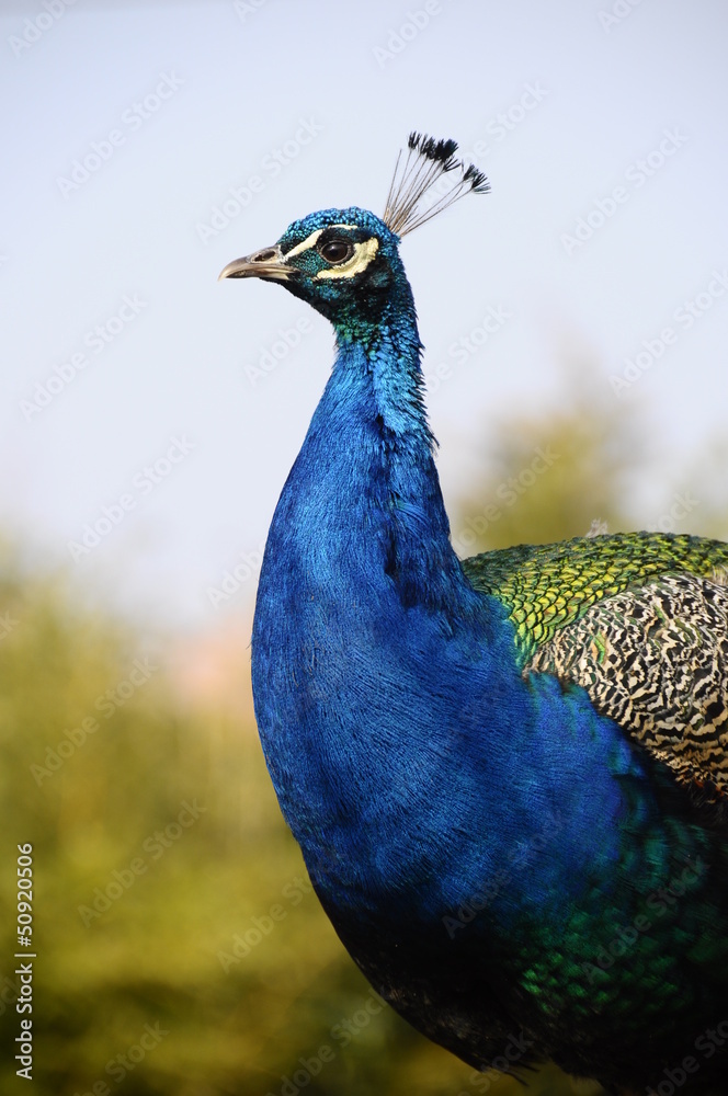 Fototapeta premium Head of a peacock