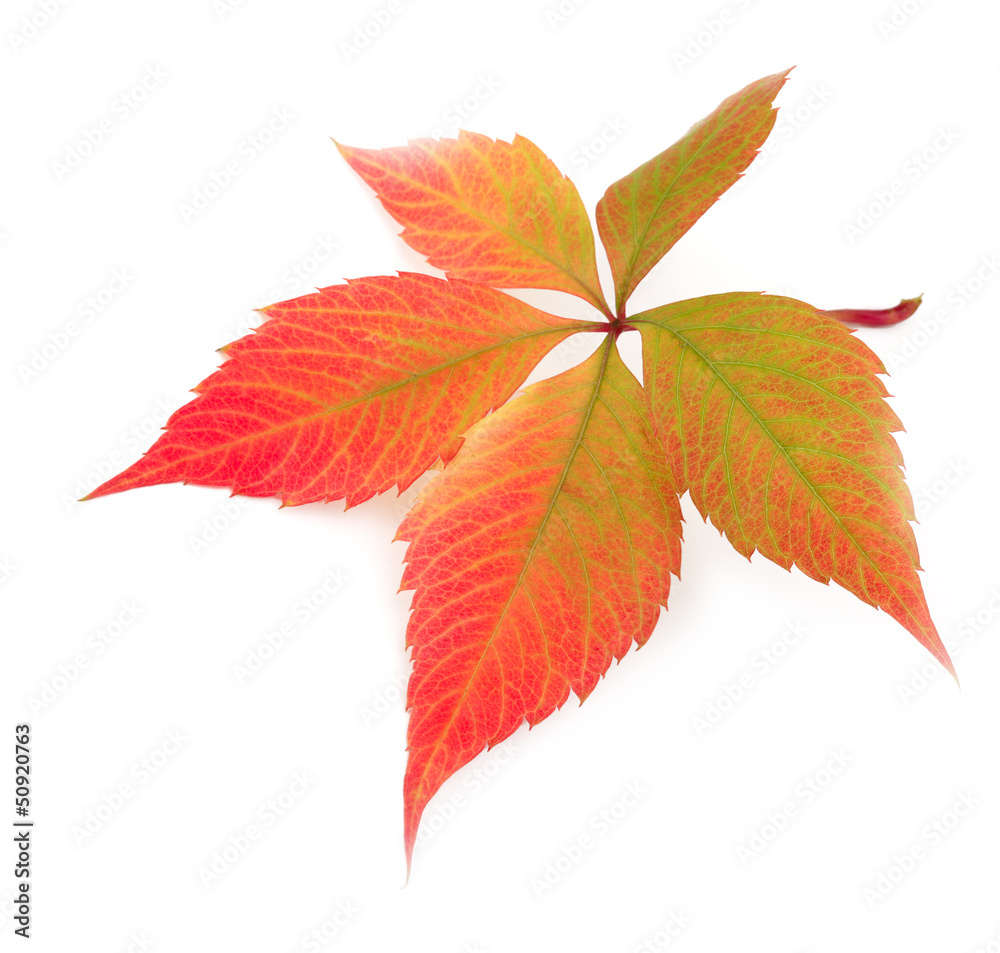 autumn leaf on white background autumn leaf on white background