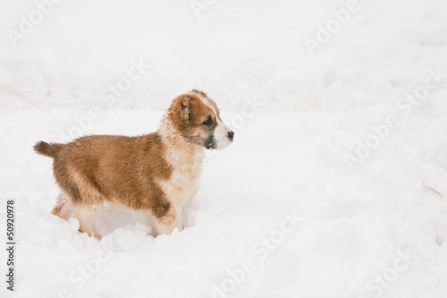 Fototapeta Naklejka Na Ścianę i Meble -  Walking puppy