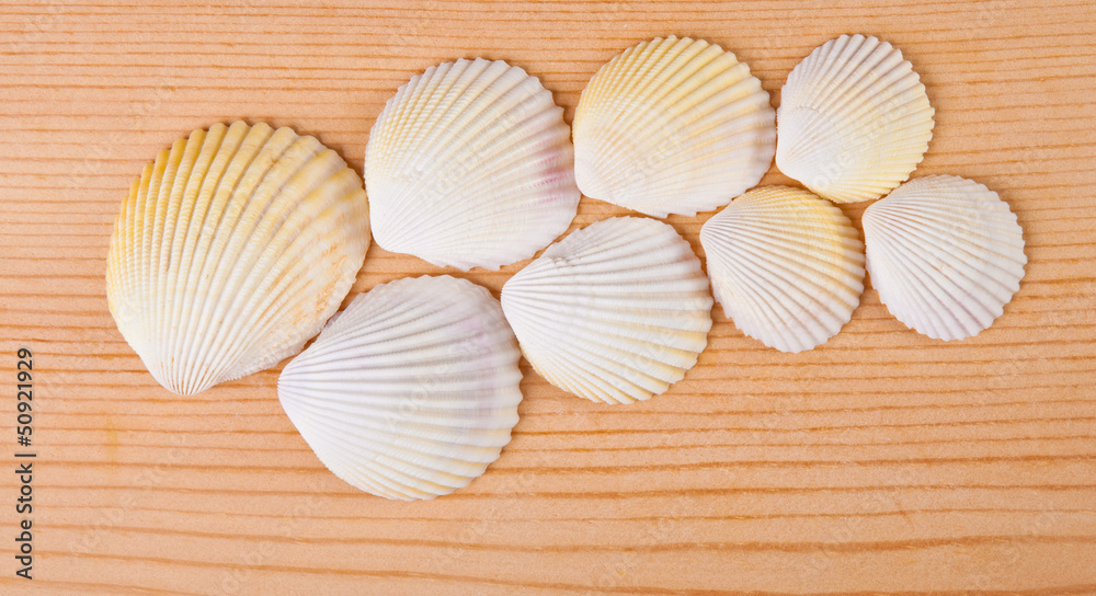 White seashells on the board White seashells on the board