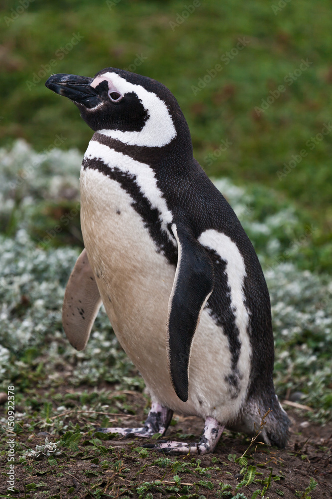 Obraz premium penguin magellanicus Spheniscus