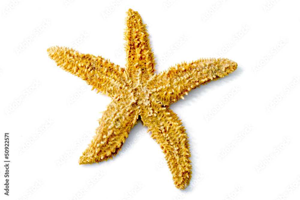 Starfish Starfish