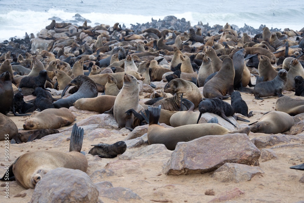 Fototapeta premium Seal colony in Namibia