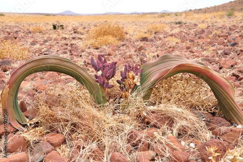 Welwitschia plant in Namibia