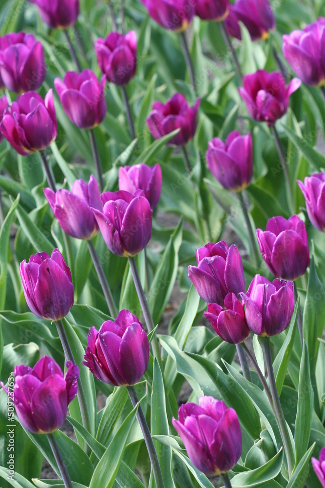 Tulip meadow Tulip meadow