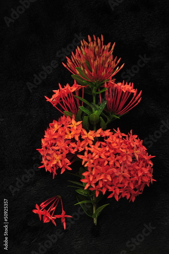 Beautiful red flower on black background