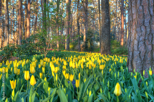 Spring Tulip Blooms