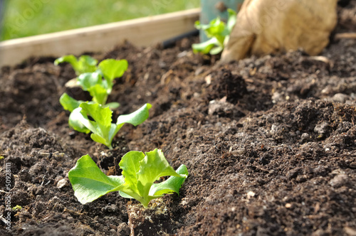 plantation de jeunes pousses de salade