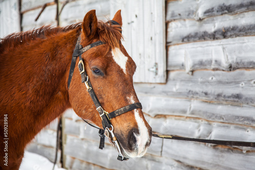 Fototapeta Naklejka Na Ścianę i Meble -  Horse and Barn