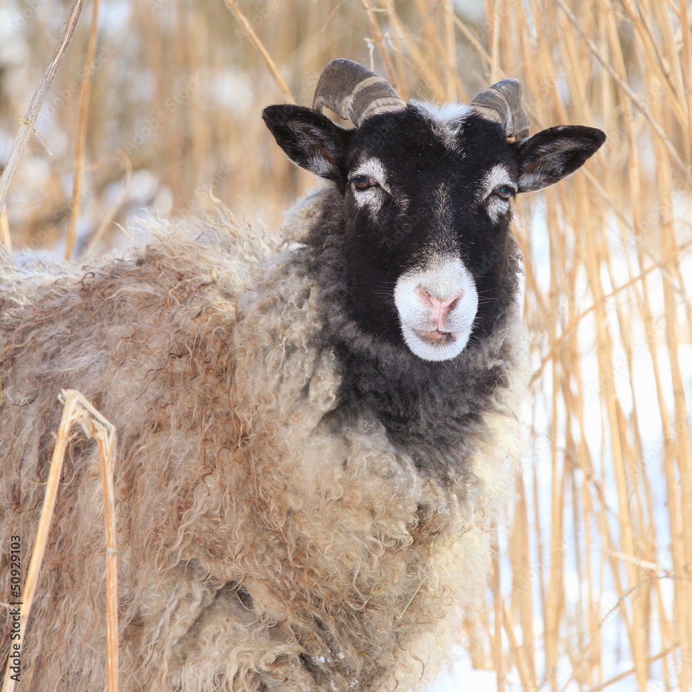 Obraz premium Heidschnucke-28897b1