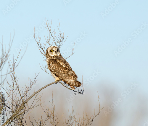 Wallpaper Mural Short-eared owl Torontodigital.ca