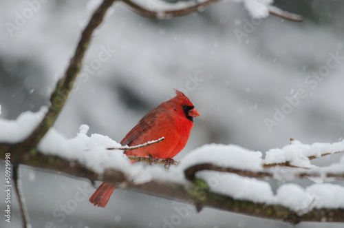 Northern cardinal in snow storm