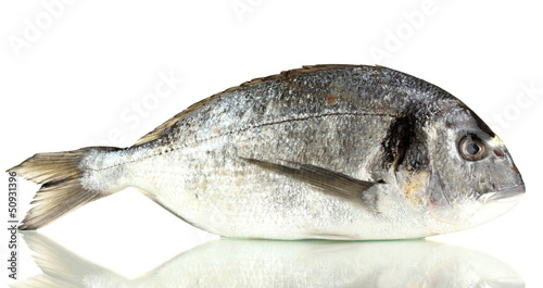 Dorado fish isolated on white