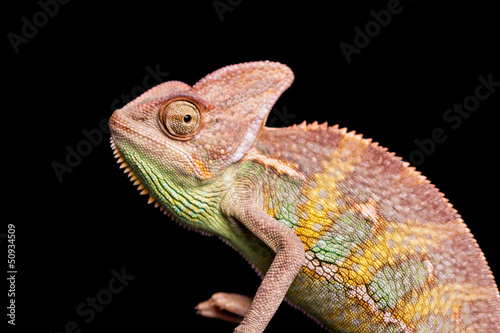 Closeup of chameleon