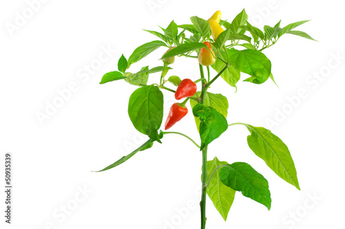 Pepper plant