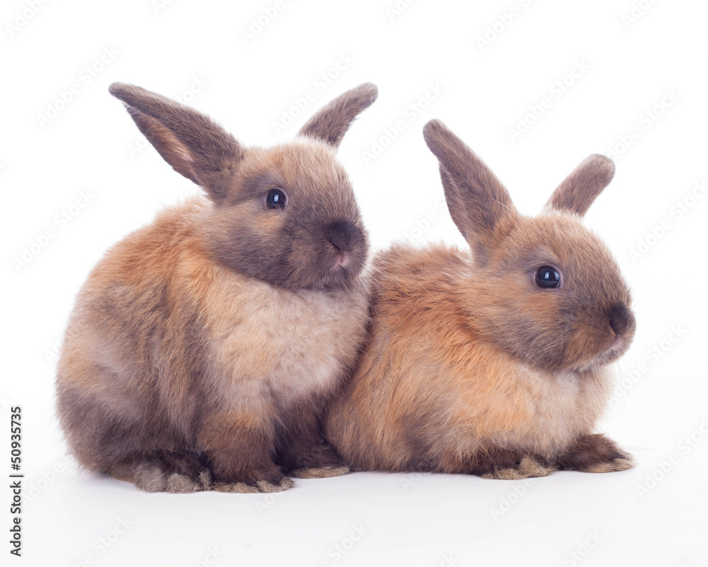 Obraz premium Two rabbits isolated on the white.