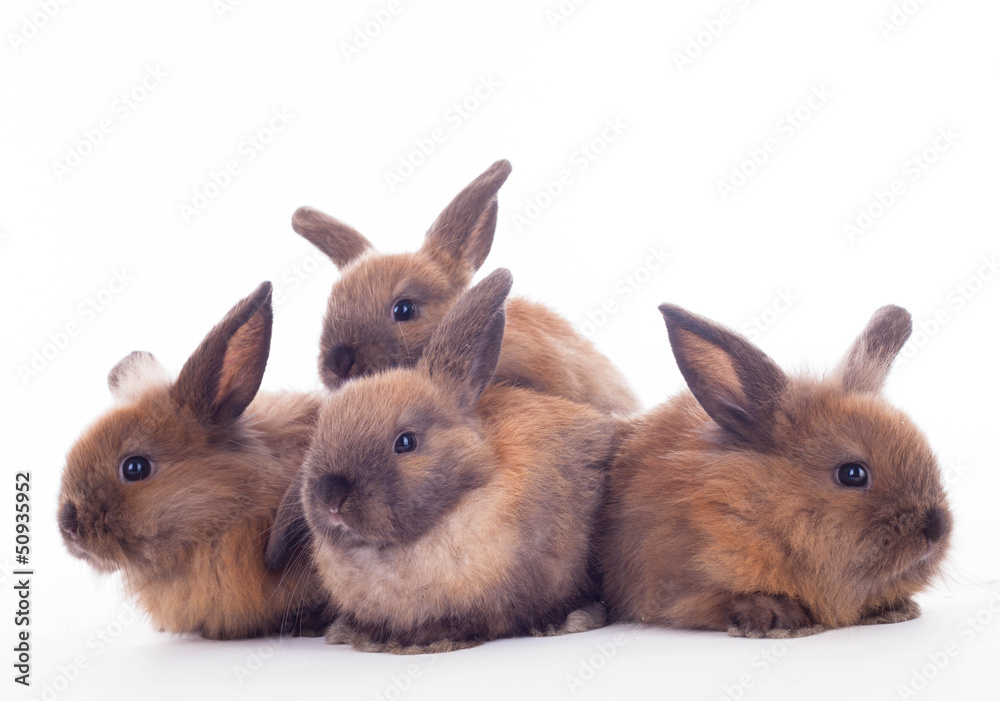 Obraz premium Four rabbits isolated on the white.