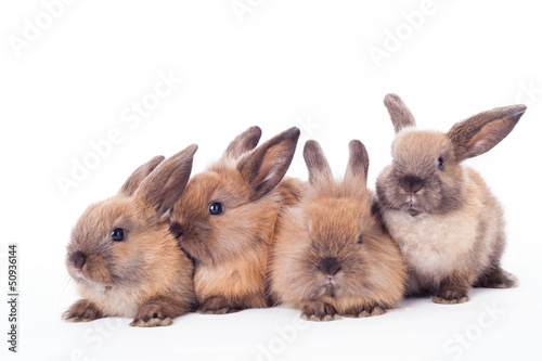 Four rabbits isolated on the white.