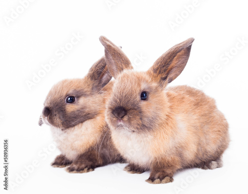 Two rabbits isolated on the white.