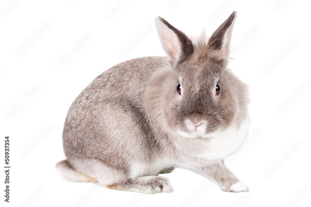 Obraz premium Inquisitive little Easter bunny rabbit