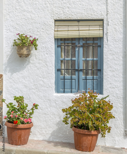 geraniums