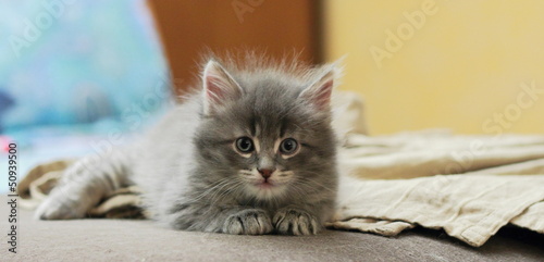 Cucciolo di gatto siberiano color blu a due mesi photo
