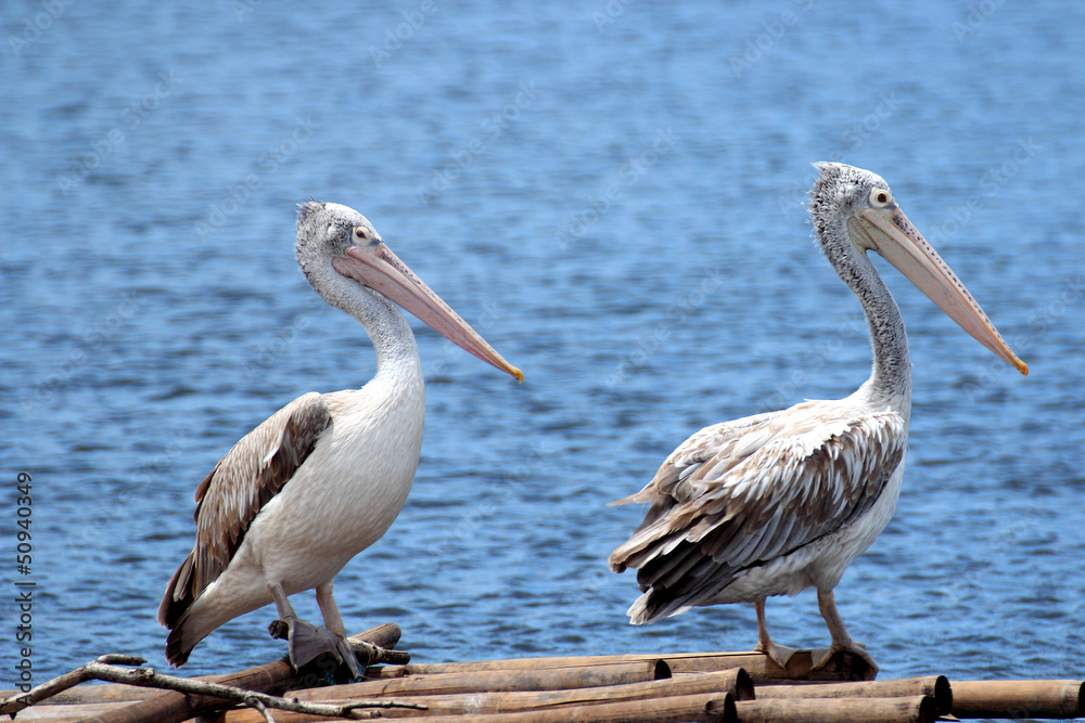 Two Pelicans Two Pelicans