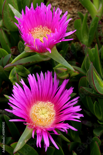 Carpobrotus edulis  a succulent plant  creeping  native to the C