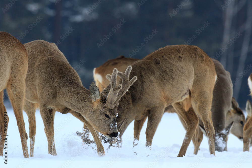 roe roe
