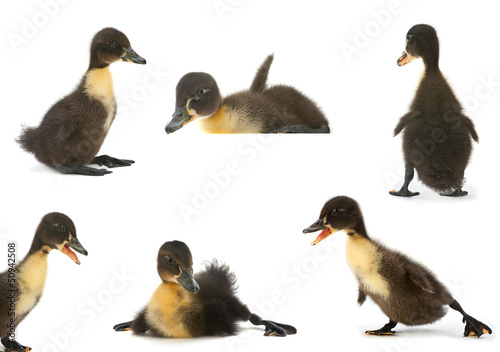 Black duck set