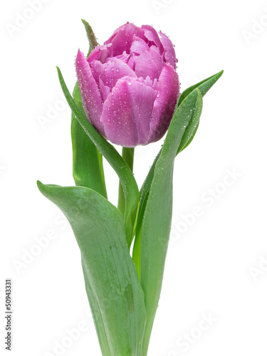 tulip isolated on white background
