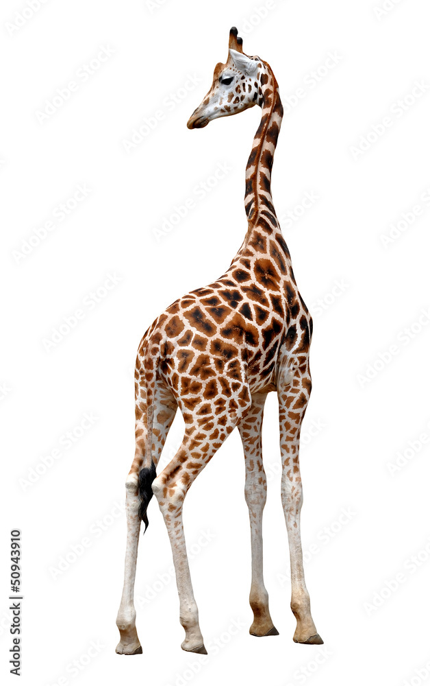 Obraz premium giraffe isolated