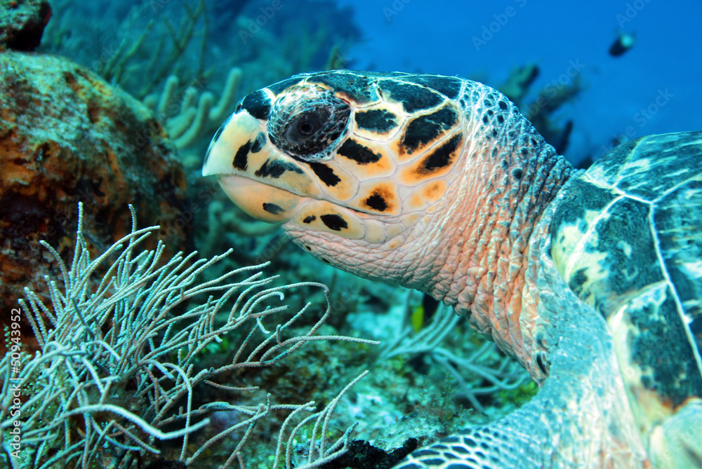 Hawksbill Turtle (Eretmochelys Imbricata), Cozumel, Mexico Hawksbill Turtle (Eretmochelys Imbricata), Cozumel, Mexico