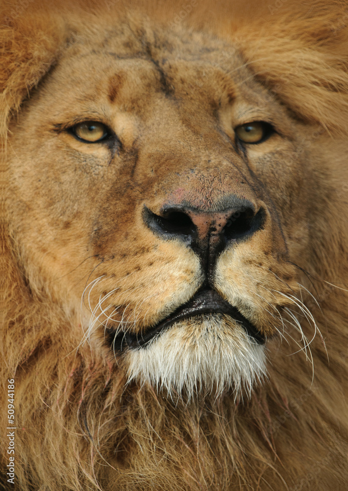 Porttrait King Lion Porttrait King Lion