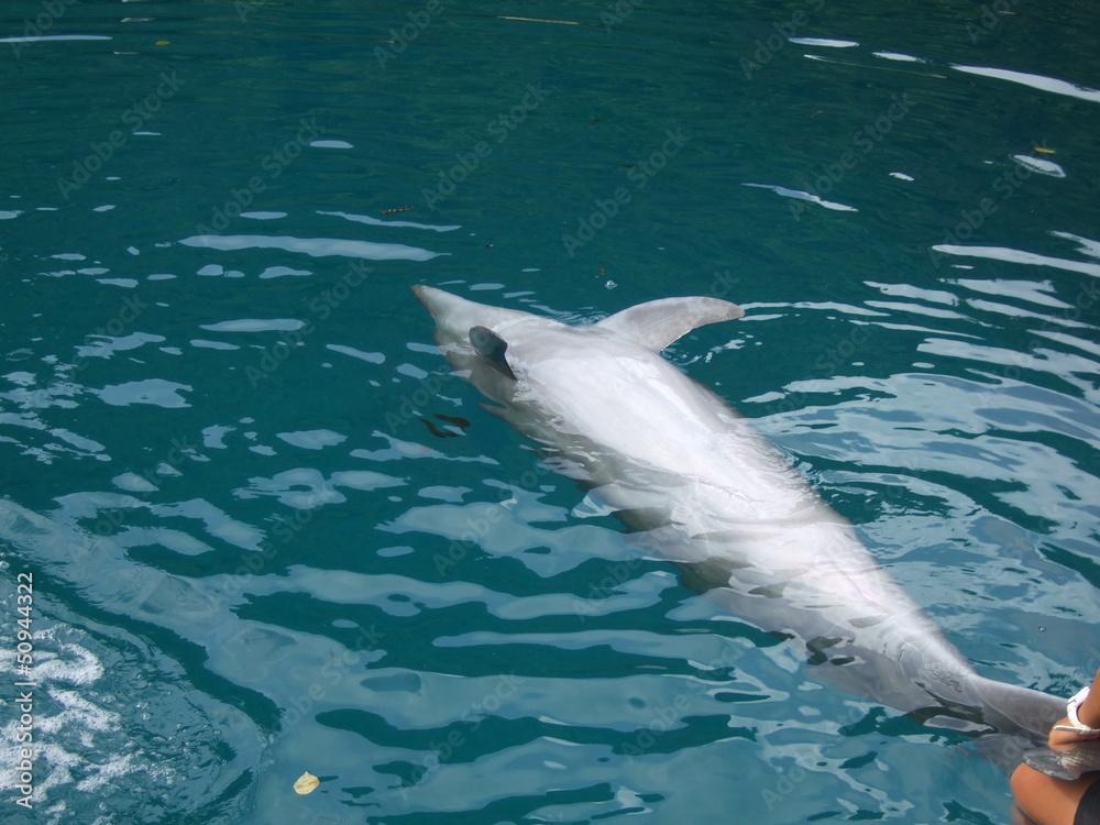 Fototapeta premium Dolphin