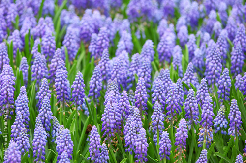 flower  muscari botryoides