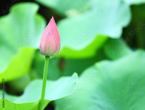lotus bud photo