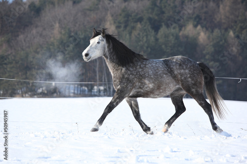 Grey horse running in winter