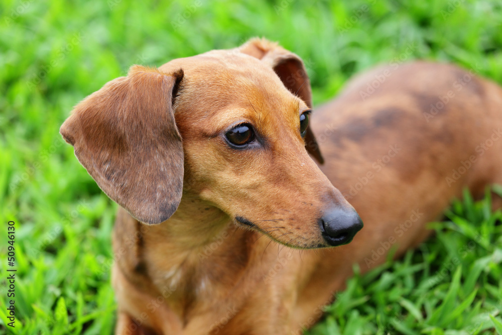 Brown dachshund dog