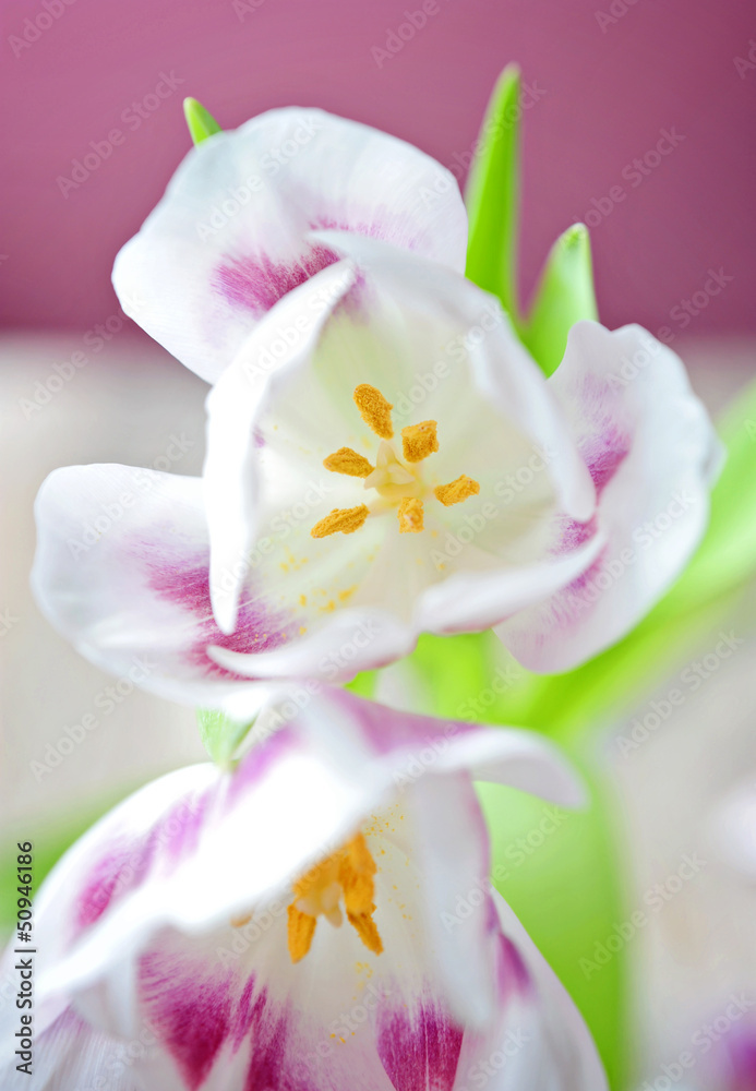 Obraz premium soft tulips