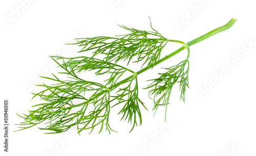 dill on white background