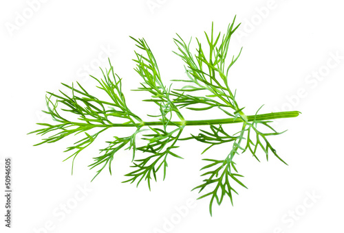 dill on white