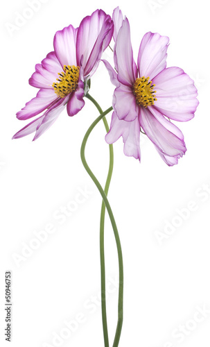 cosmos flower © _Vilor