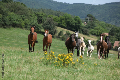 Herd of running horses